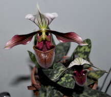 Слика од Paphiopedilum purpuratum (Lindl.) Stein