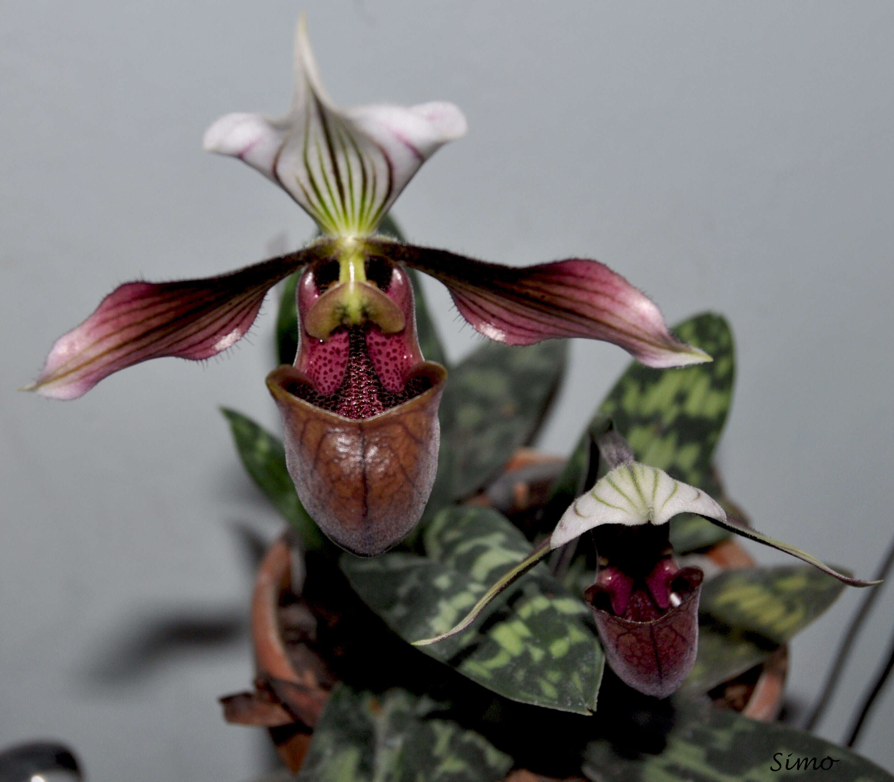 Image of Purple Paphiopedilum