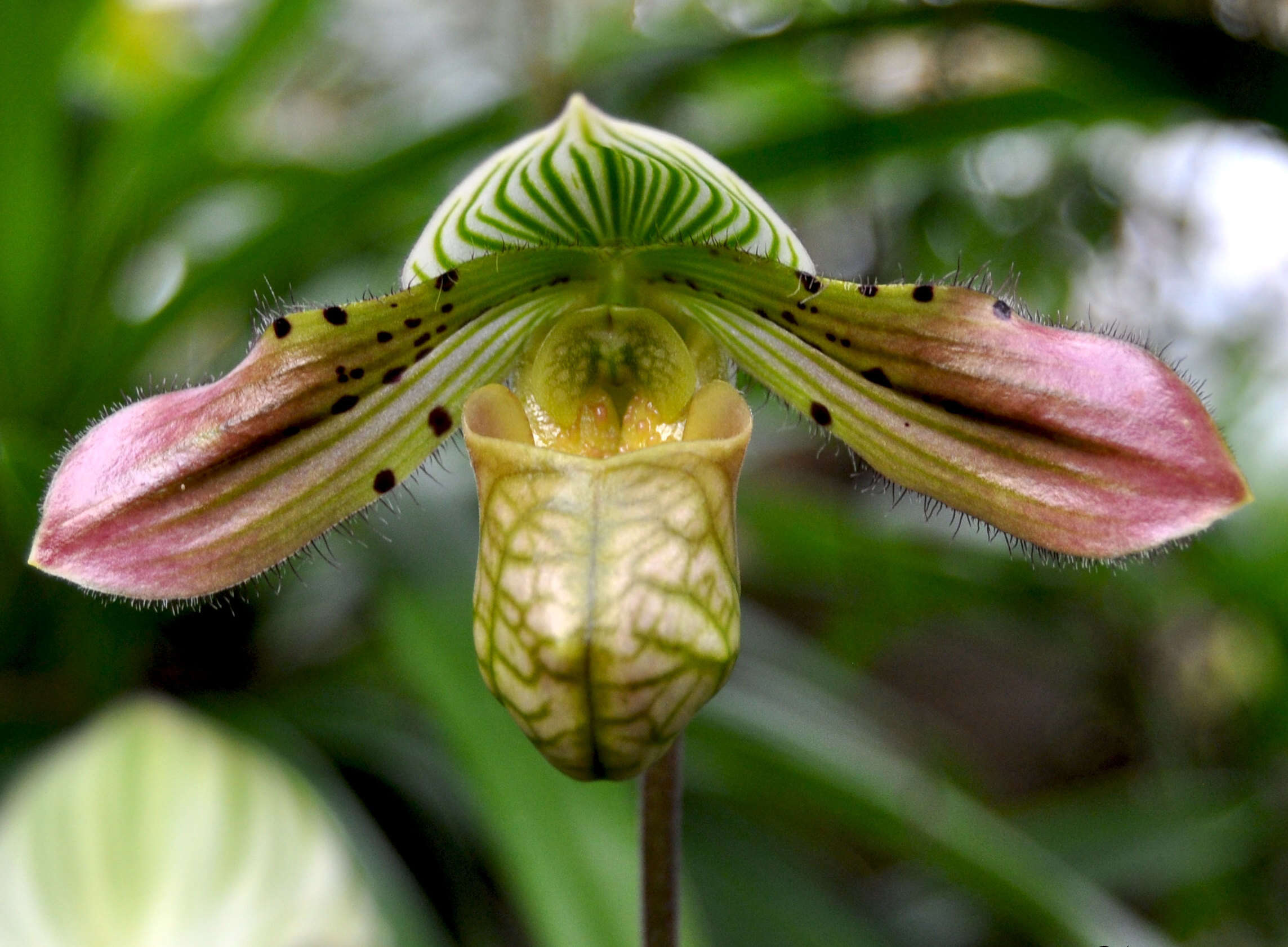 Sivun Paphiopedilum venustum (Wall. ex Sims) Pfitzer kuva