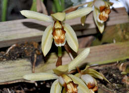 Image of Coelogyne tomentosa Lindl.