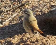 Image of Kalahari Scrub Robin