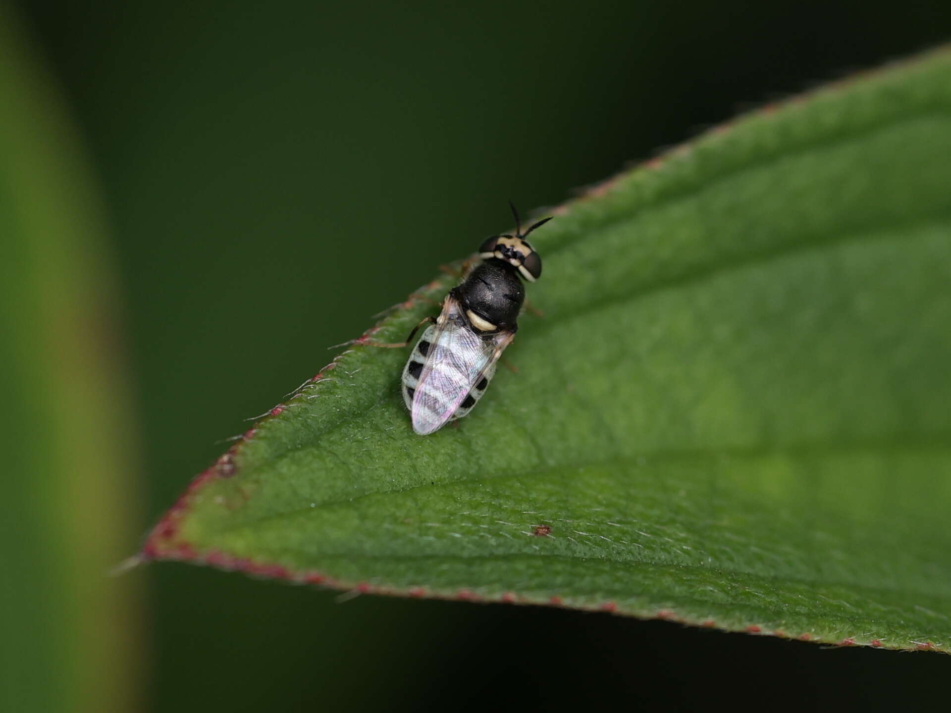 Image of Oplodontha minuta (Fabricius 1794)