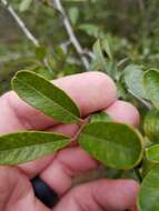 Image de Pyracantha koidzumii (Hayata) Rehd.