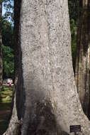 Image of Dipterocarpus alatus Roxb.