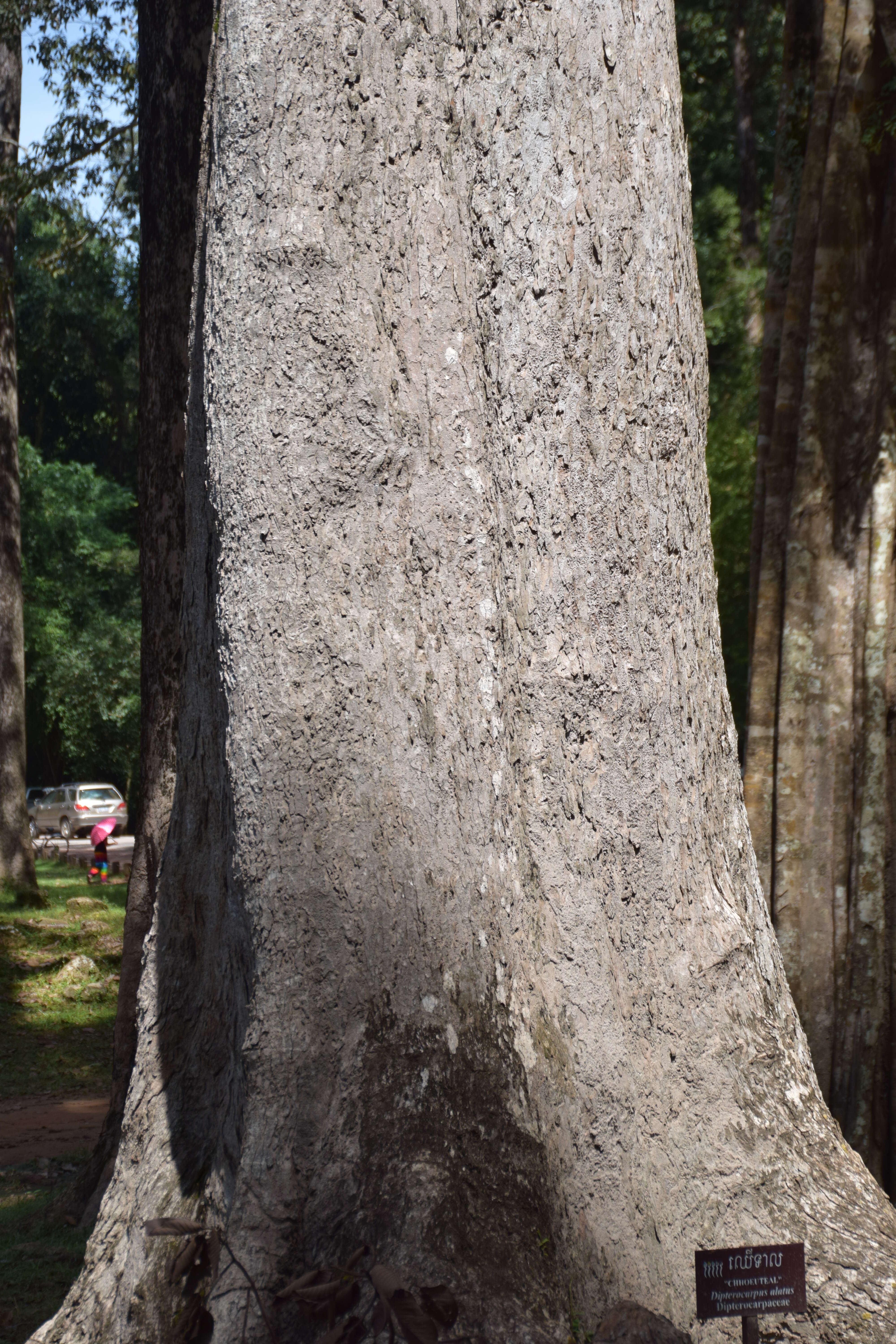 Imagem de Dipterocarpus alatus Roxb.