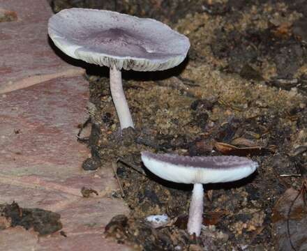 Image of Coniolepiota