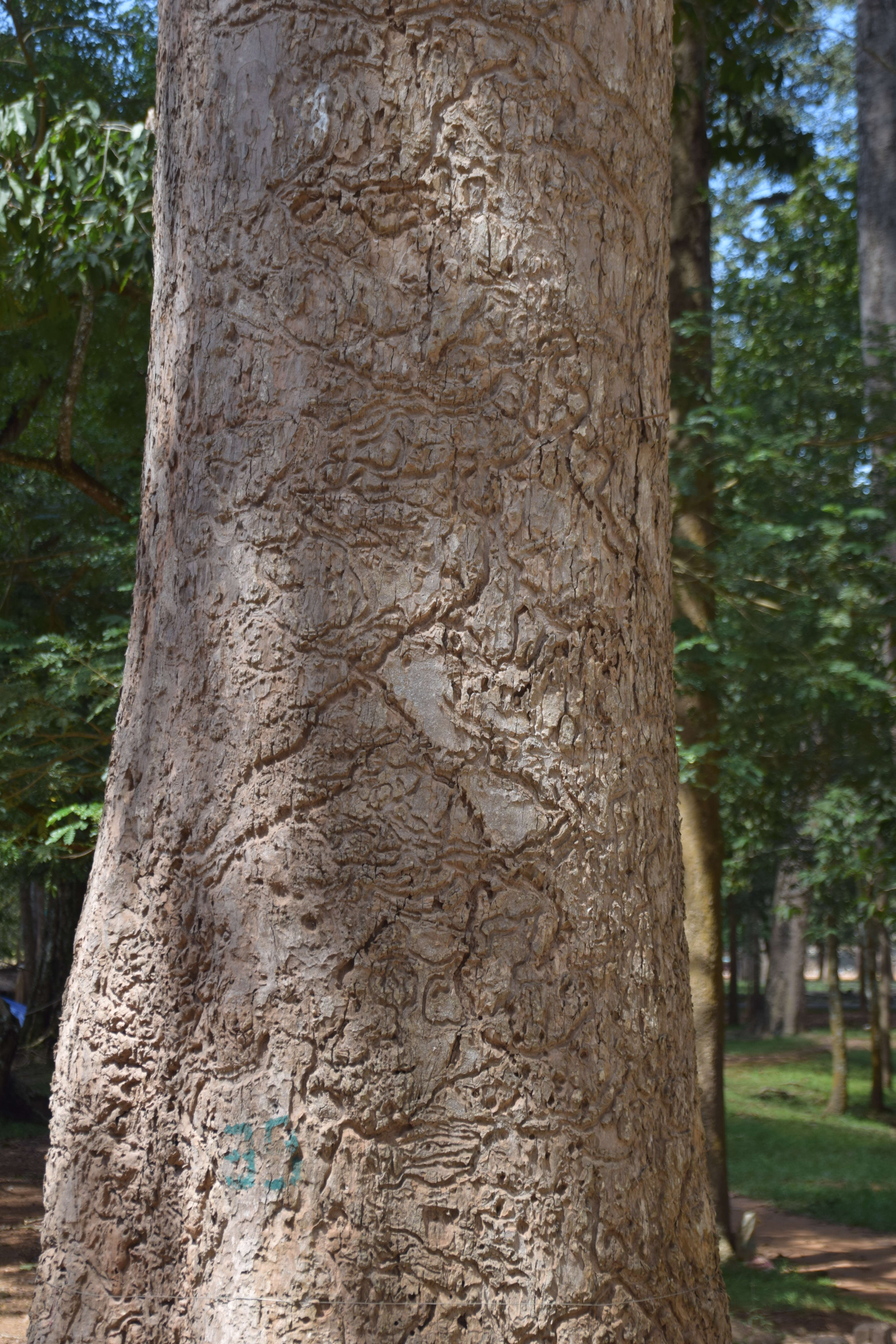 Imagem de Dipterocarpus alatus Roxb.