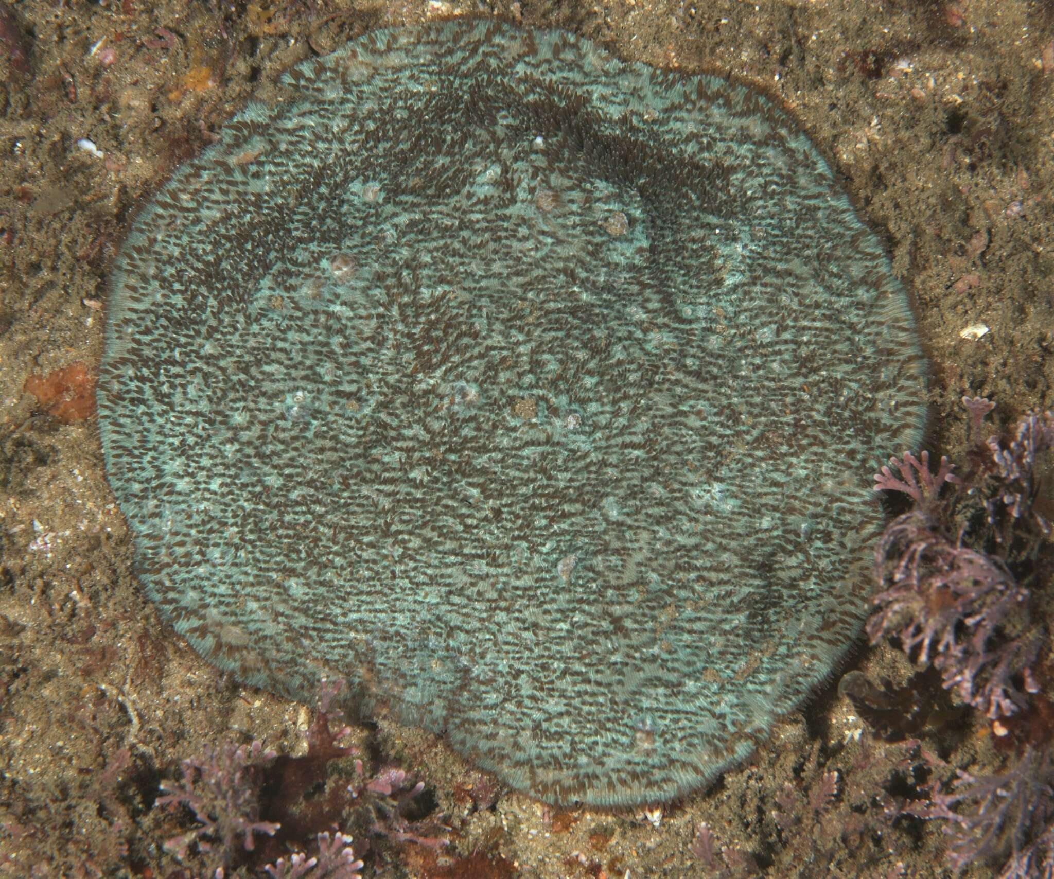 Image of wrinkle coral