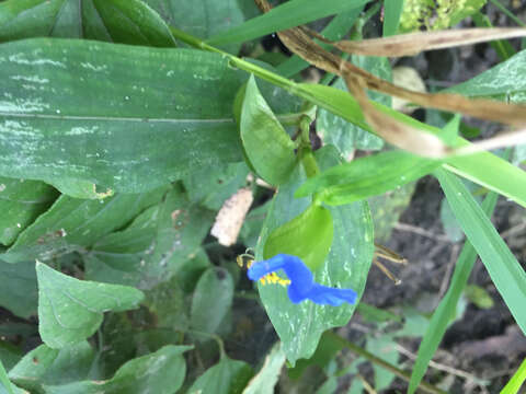 Image of Asiatic dayflower