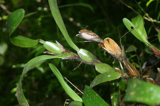 Image of Maxillaria variabilis Bateman ex Lindl.