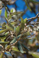 Image of Holm Oak