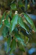 Image of Holm Oak