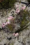 Image of Pelargonium pinnatum (L.) L'Her.