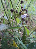 Image of Pavonia schiedeana Steudel