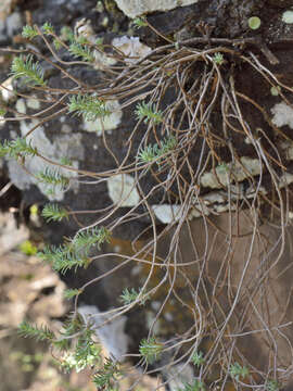 Image de Sedum bourgaei Hemsl.