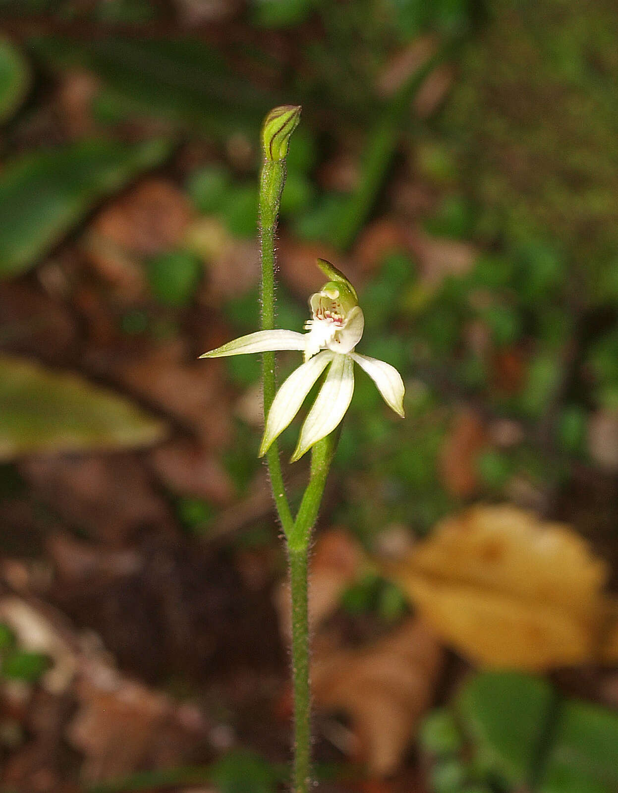 Image de Caladenia chlorostyla D. L. Jones, Molloy & M. A. Clem.