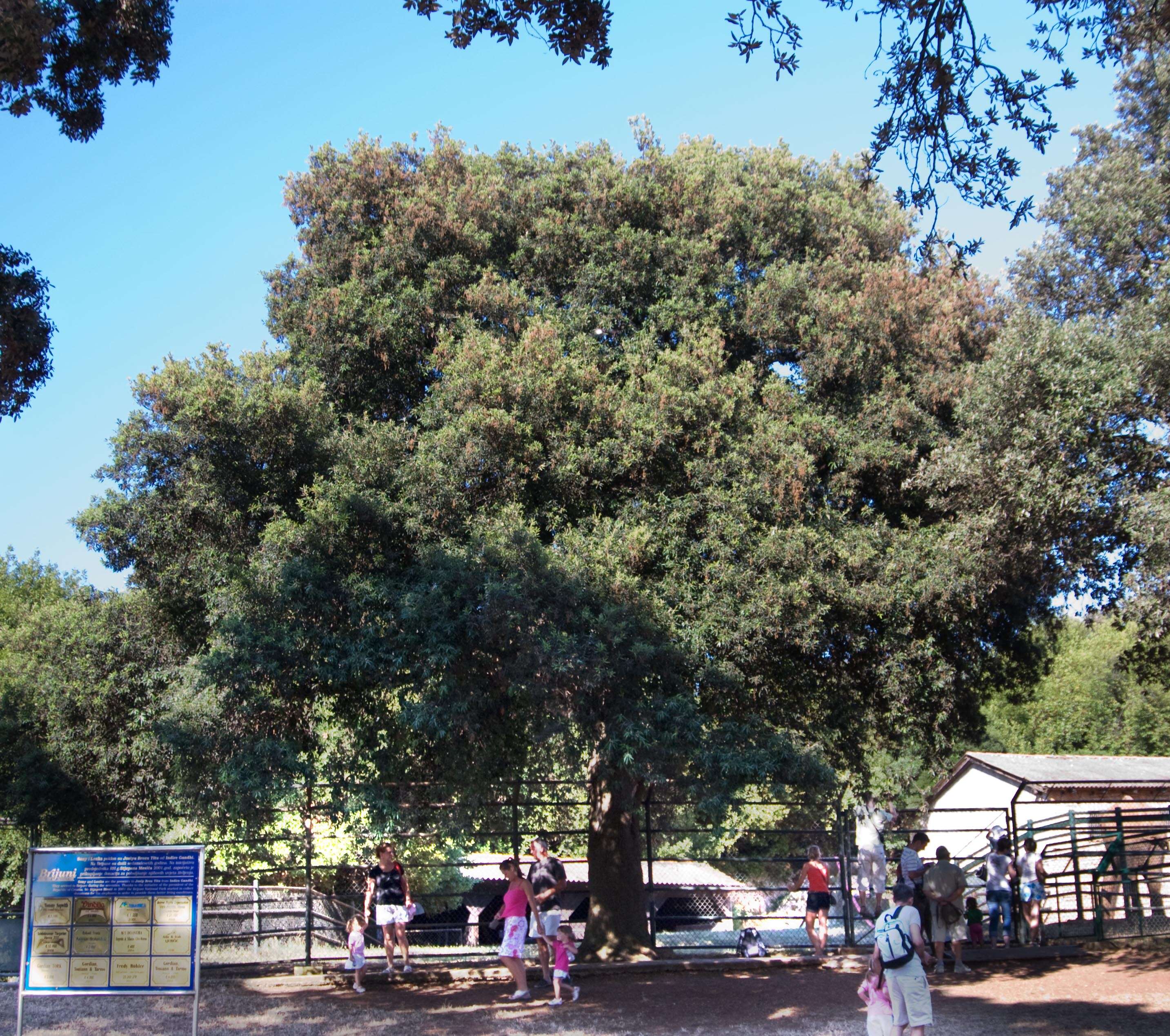 Image of Holm Oak