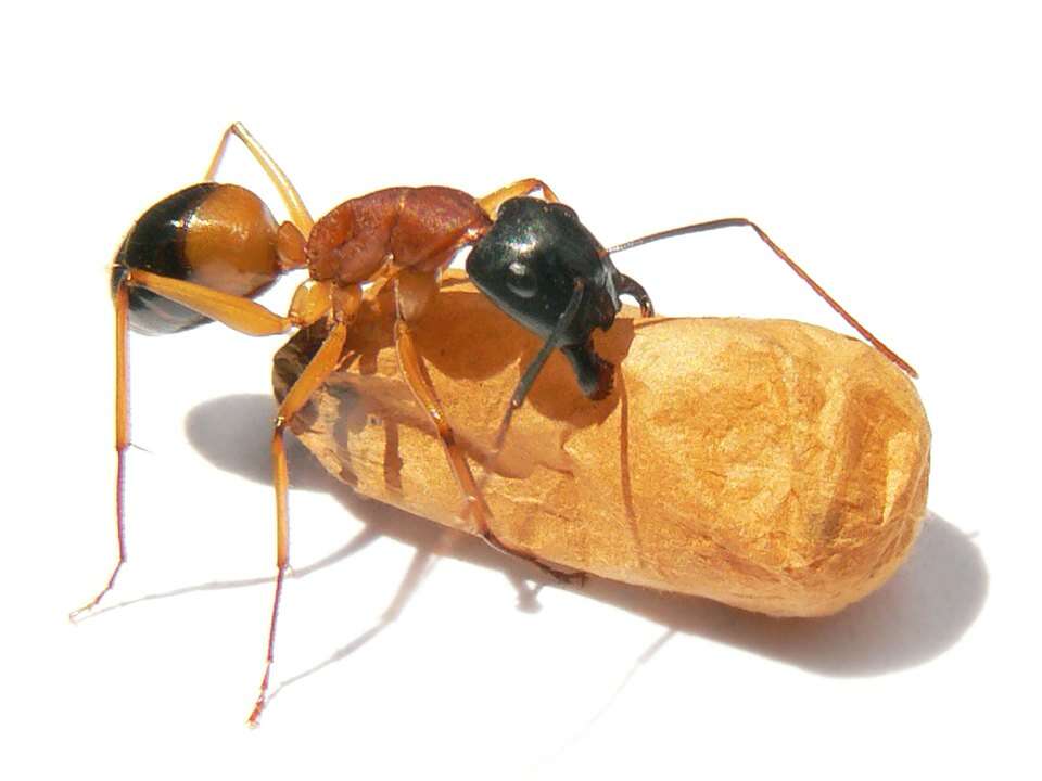 Plancia ëd Camponotus consobrinus (Erichson 1842)