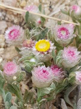 Image de Helichrysum argyrosphaerum DC.