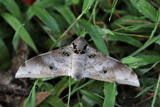 Image of Ambulyx canescens (Walker (1865))