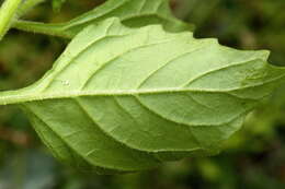 Solanum physalifolium var. nitidibaccatum (Bitter) J. M. Edmonds的圖片