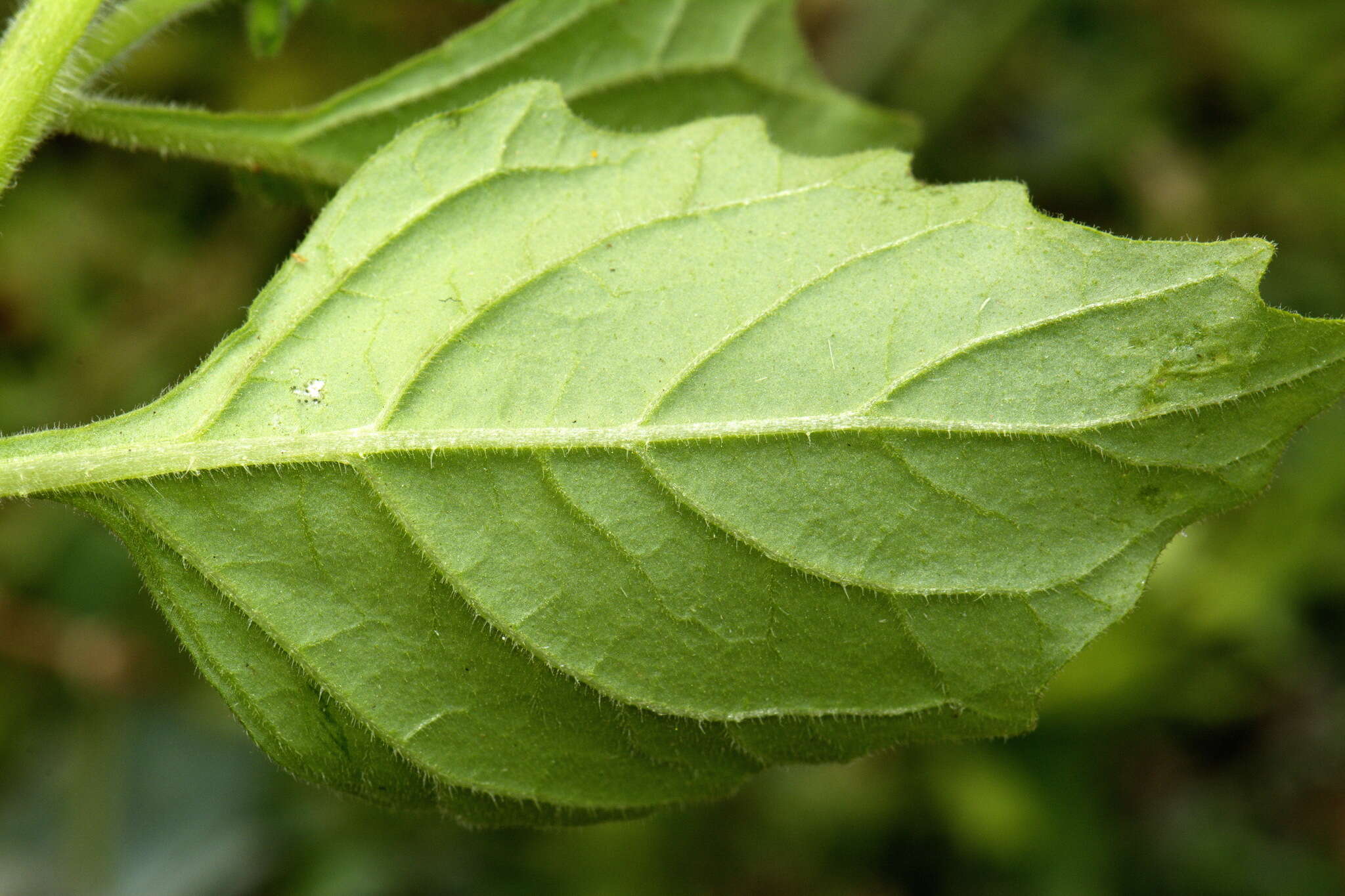 Image of Solanum physalifolium var. nitidibaccatum (Bitter) J. M. Edmonds