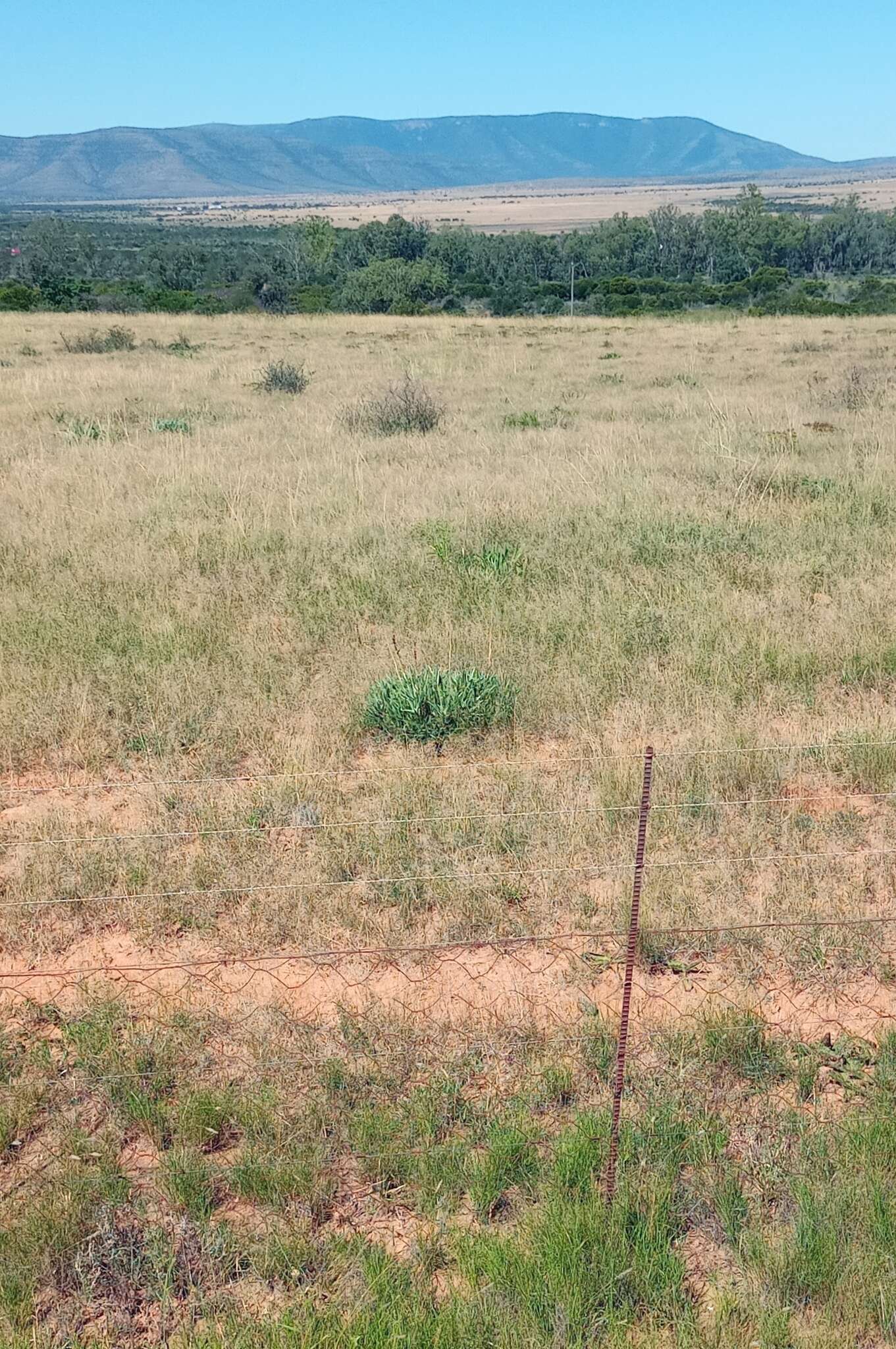 Image of Fence Aloe