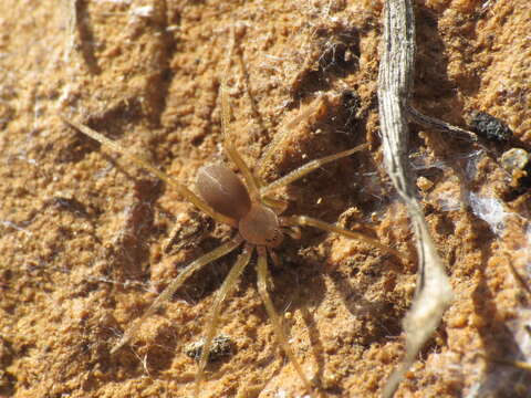 Image of Mediterranean recluse spiderman