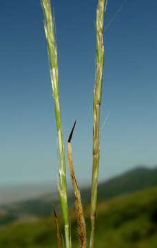 Image of French Oat-grass