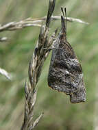 Image of American Snout