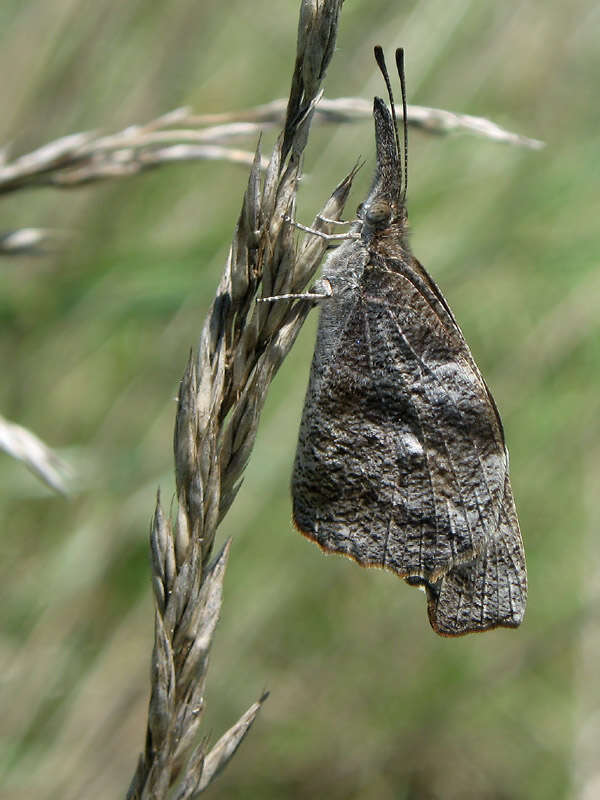 Image of American Snout