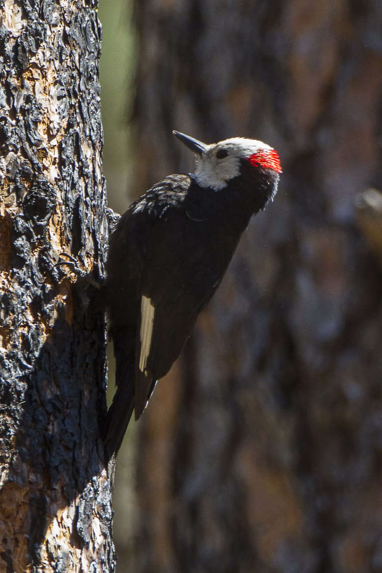 Image of White-headed Woodpecker