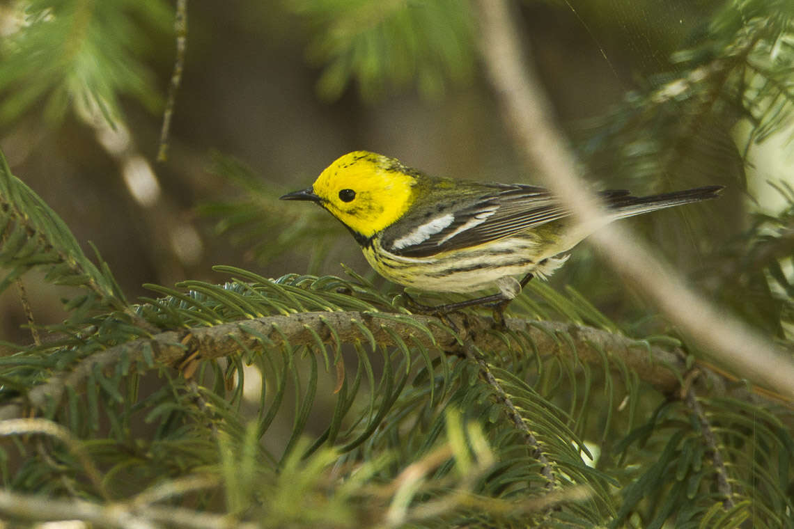 Image of Hermit Warbler