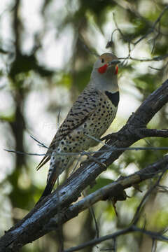 Image of Northern Flicker