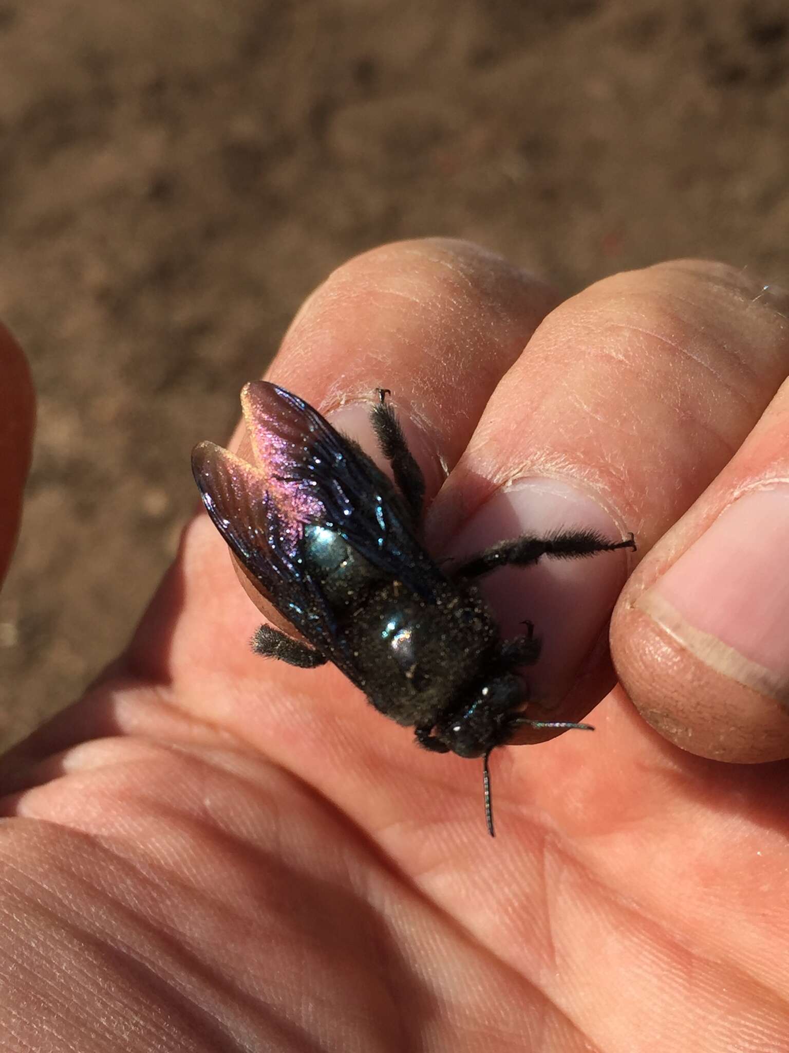 Imagem de Xylocopa californica Cresson 1864