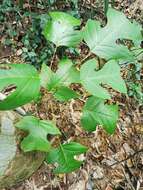 Image of Chinese Tulip Tree