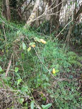 Image of leafless swallow-wort