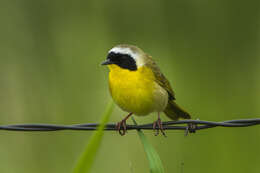 Geothlypis trichas (Linnaeus 1766) resmi