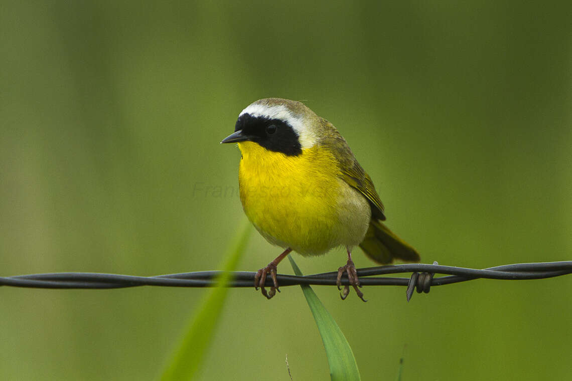 Geothlypis trichas (Linnaeus 1766) resmi