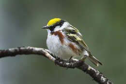 Image of Chestnut-sided Warbler