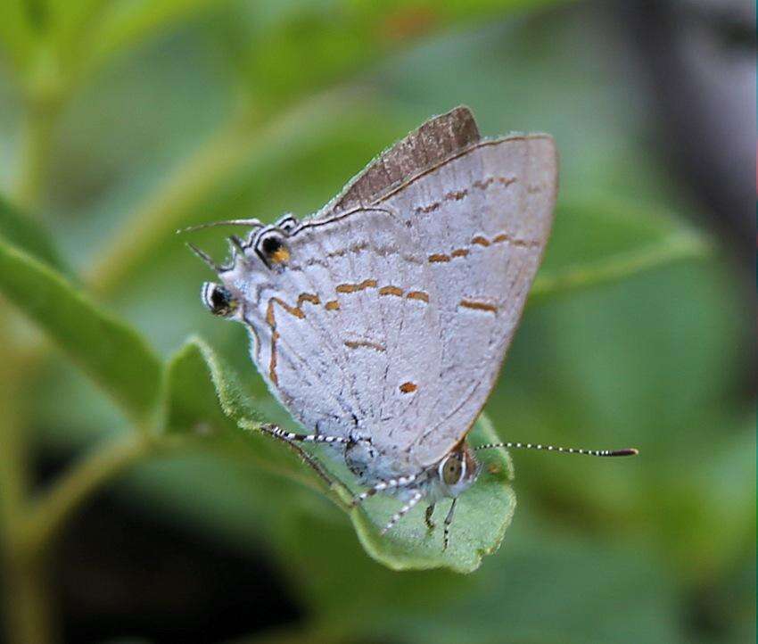 Слика од Hypolycaena philippus philippus