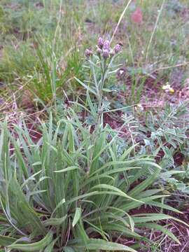 Image of Saussurea salicifolia (L.) DC.