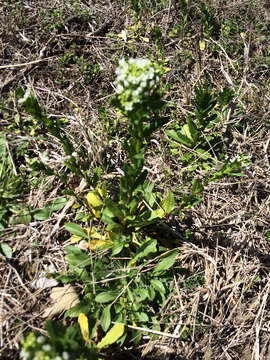 Image of field pennycress