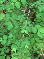 Image of Symphoricarpos albus var. albus