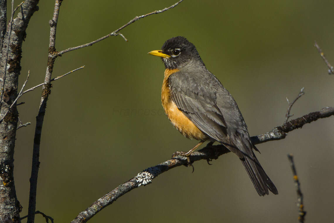 Image of American Robin