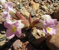 Слика од Harveya purpurea (L. fil.) Harv. ex Hook.