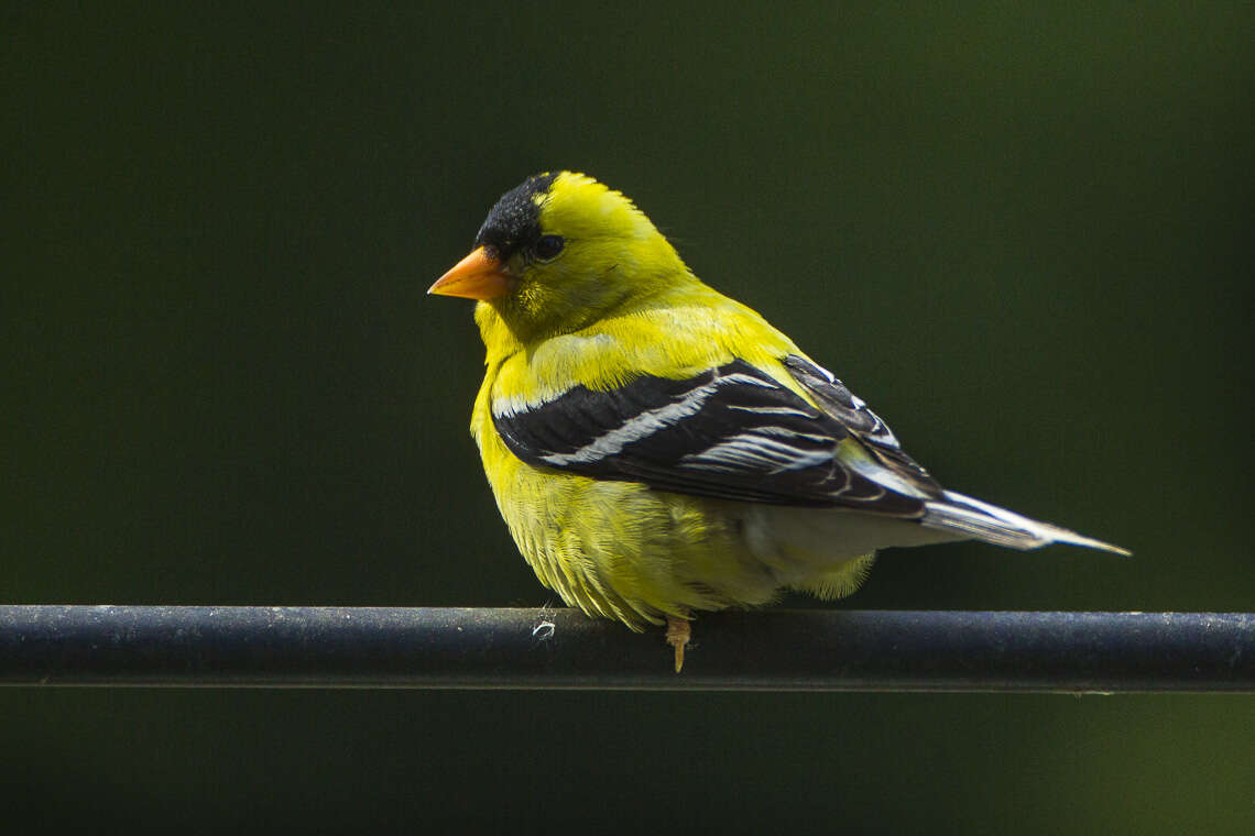 Image of American Goldfinch