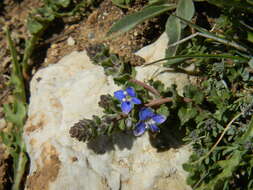 Image of Veronica cuneifolia D. Don