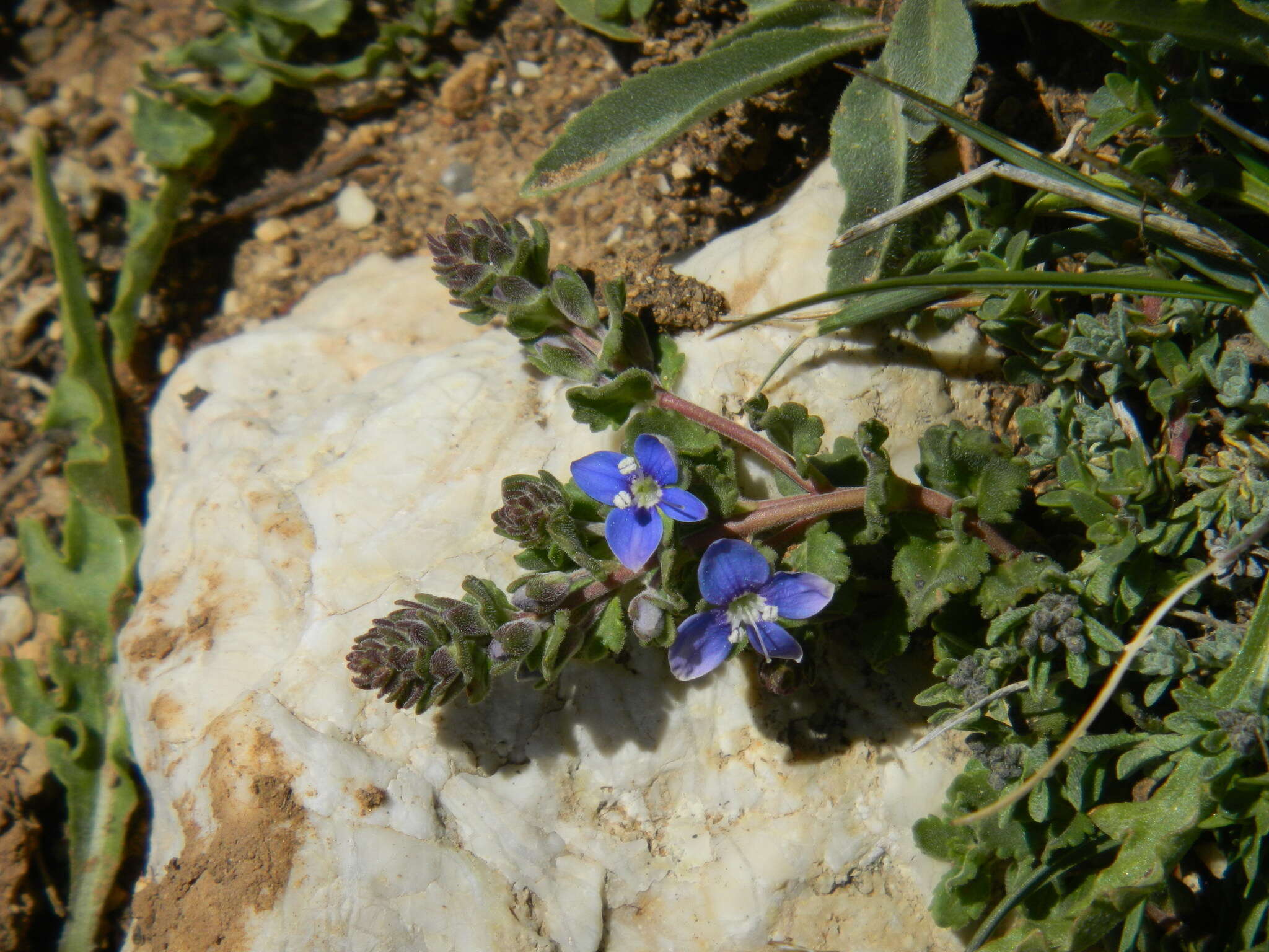 Image of Veronica cuneifolia D. Don