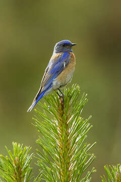 Image of Western Bluebird